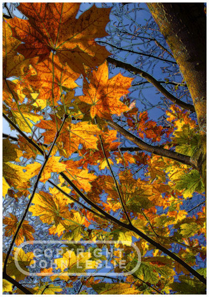 Autumn leaves at Croxby, Lincolnshire.